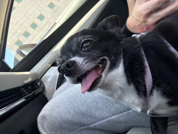 Dog in pink harness spotted in car, street in Netanya