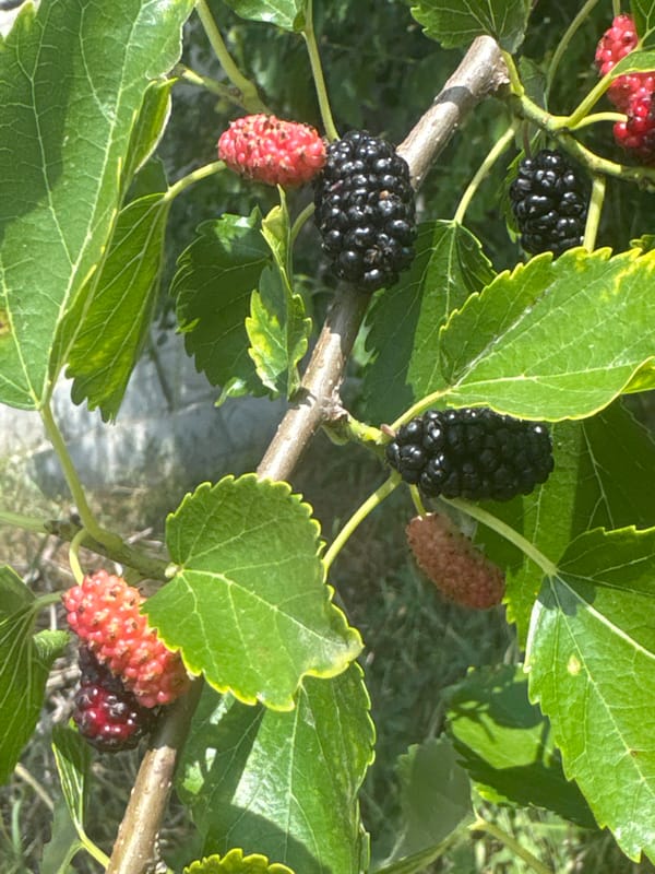Backyard fruit, a ceremonial helmet, and a drink dispenser
