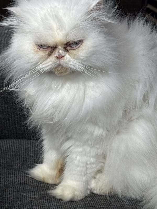White Persian cat spotted resting around Burgas, Bulgaria