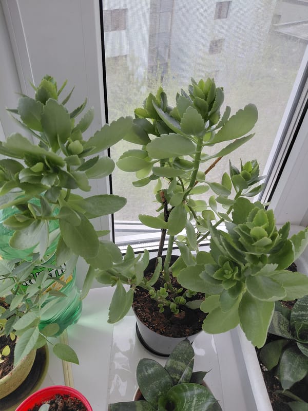 Indoor plant collection documented on Nadym windowsill during afternoon