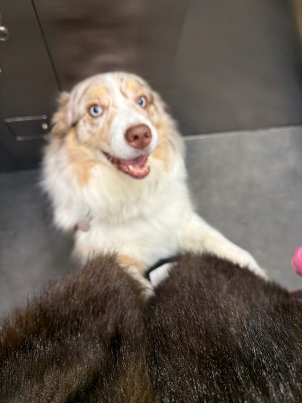 Evening scenes of dog grooming and school bus in Laval