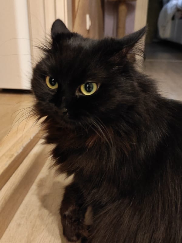 Cozy Bataysk apartment evening with cats and electric fireplaces