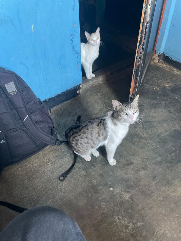 Two cats spotted in Caracas building area