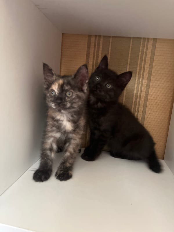 Kittens playing around flower basket on shelf in Shymkent