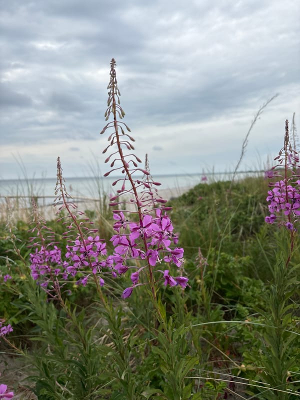 Fireweed and dune grass along a calm Danish beach