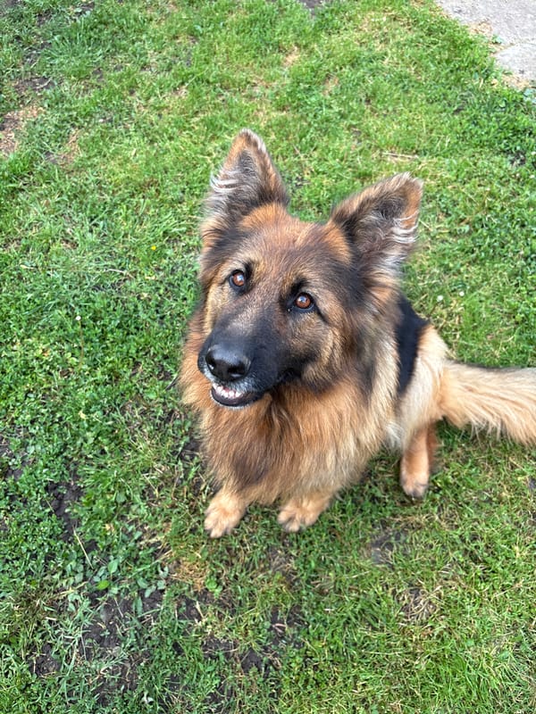 German Shepherd photographed resting on grass in Medkovets, Bulgaria