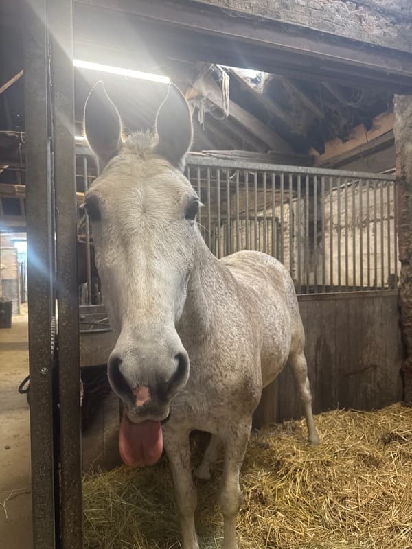 Horses including Sultan observed in stable stalls in Estaimpuis