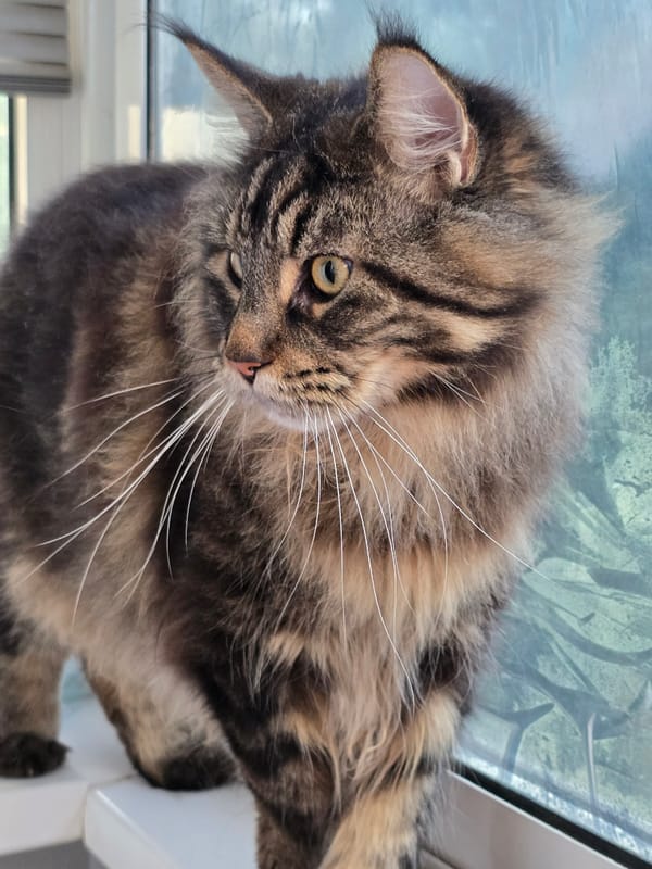 Cats at home in Krasnoyarsk, windowsills and naps