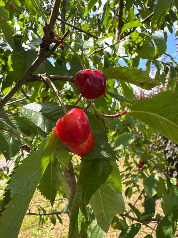 Summer garden in full bloom, cats and construction in Steklyannyi