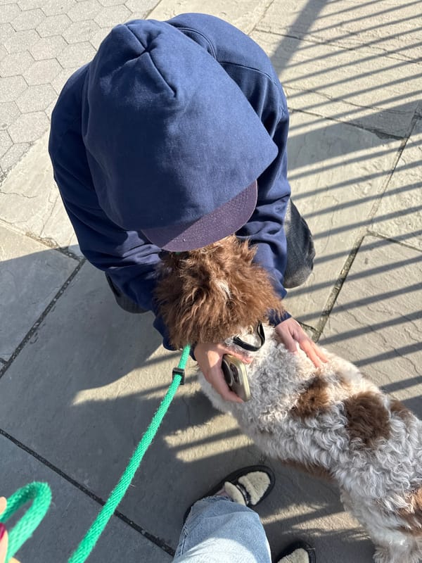 Dog walker spotted near East River with Manhattan skyline backdrop