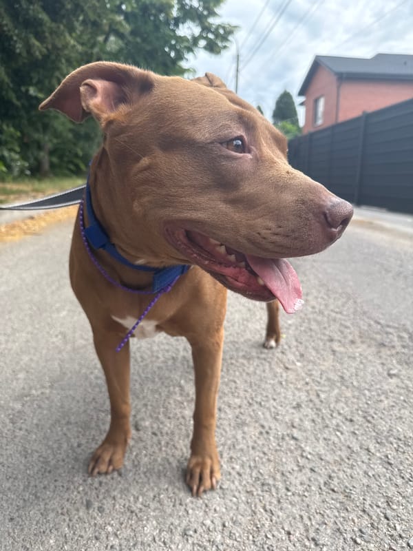 Pit bull on a leash pauses on a paved road, tongue out.