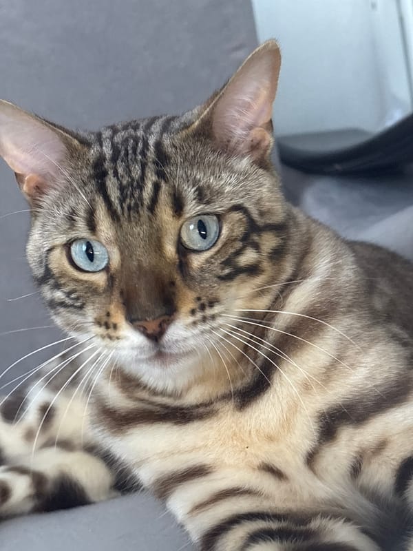 Bengal cat lounging and getting pets on a gray couch