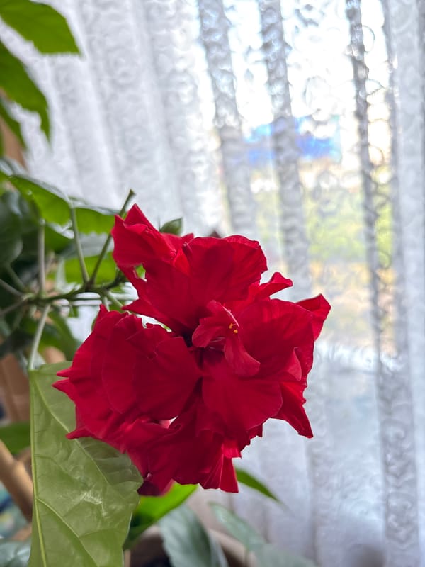 Vibrant red hibiscus in close-up, Kazakhstan