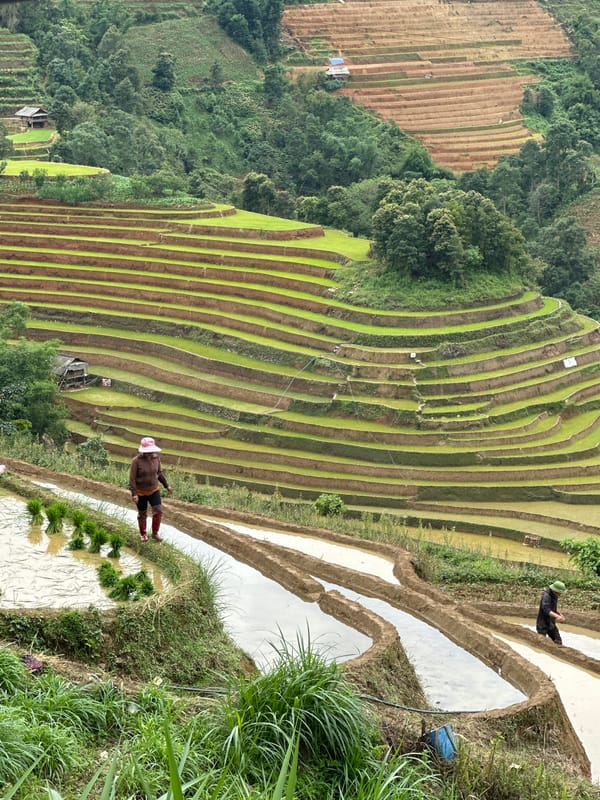 Morning scenes captured across Mù Cang Chải's terraced landscapes