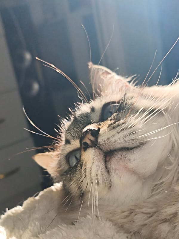 Blue-eyed cat photographed multiple times in Sevastopol