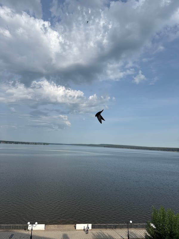 Morning documentation of Votkinsk Reservoir waterfront and urban wildlife