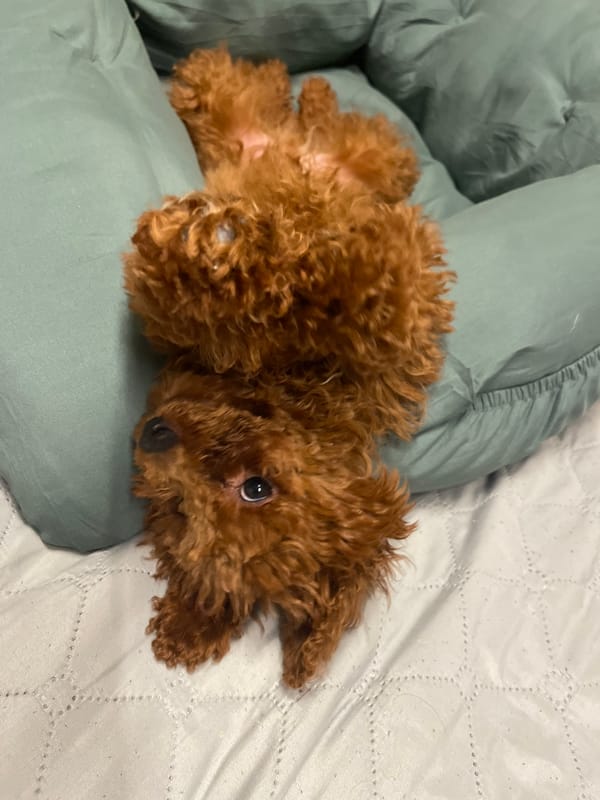 Poodle rests on blanket in Sofia