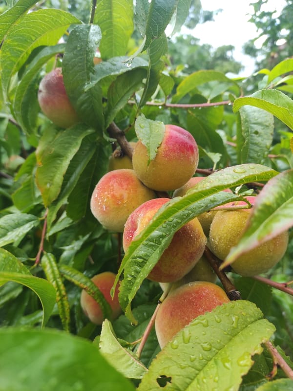 Peaches, plums, and cucumber growing on the vine