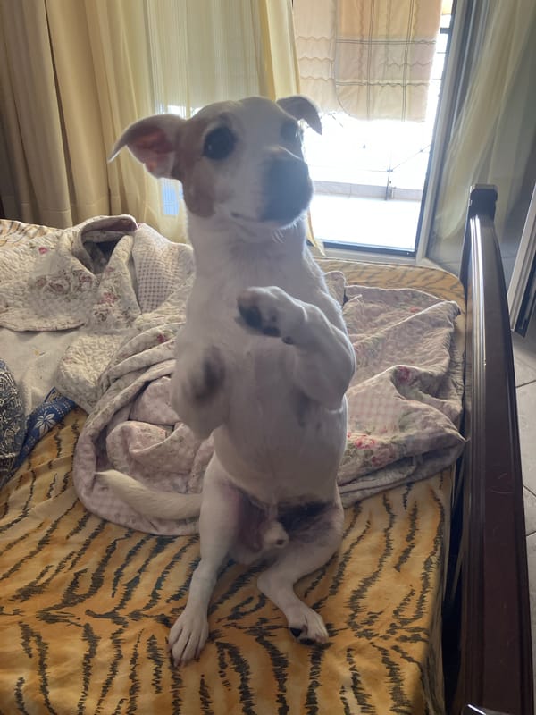 Dog poses on a tiger-striped bed, two moments apart