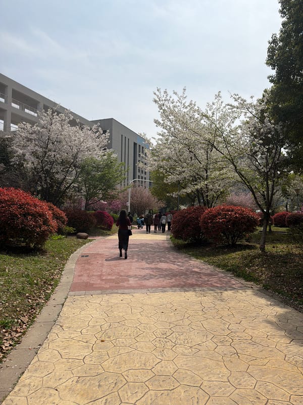 Spring blooms attract visitors to Jiangning District park walkways