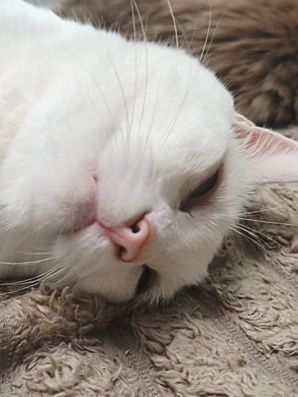 Two cats nap together beside a colorful home aquarium