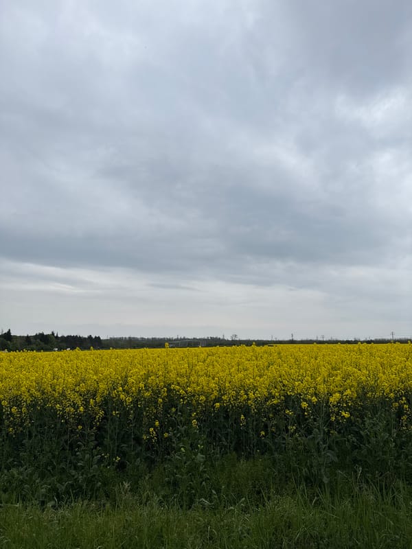 Yellow flower field documented under cloudy skies in Dobrich