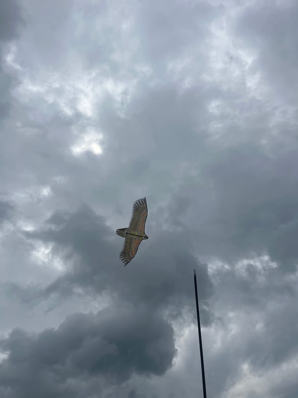 Chickens, garden blooms, and a kite on a Russian summer morning