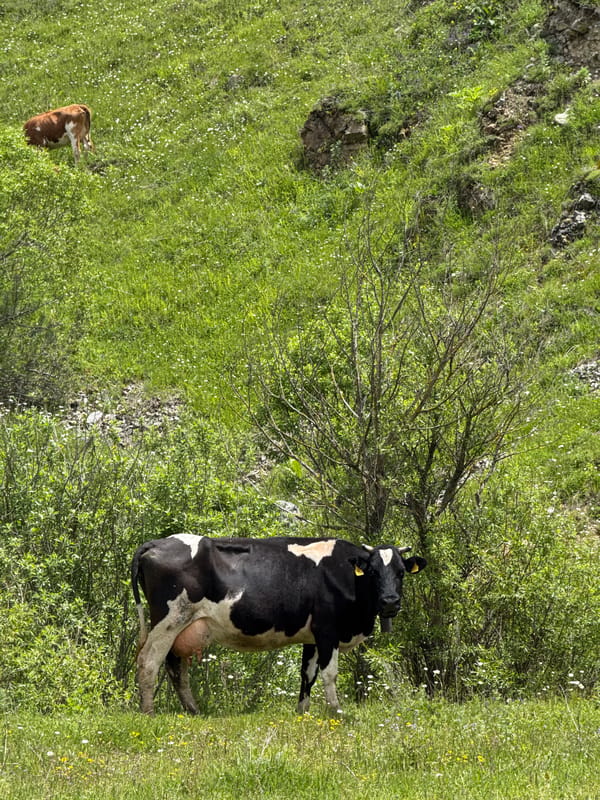 Cows graze on Armenian hillside in Fioletovo