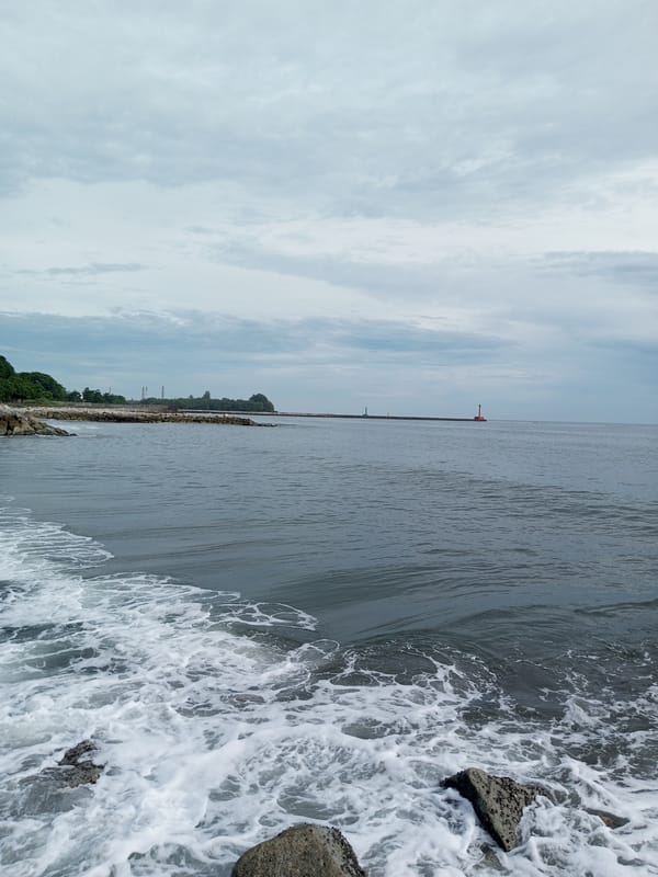 Coastal wildlife and debris documented during overcast morning