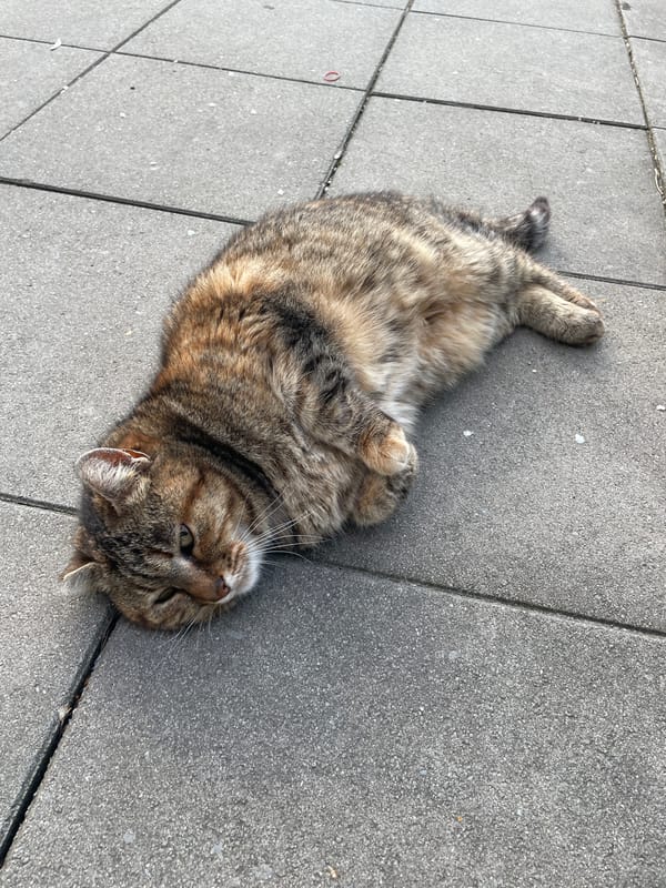 Tabby cat relaxes on sidewalk in Burgas, Bulgaria
