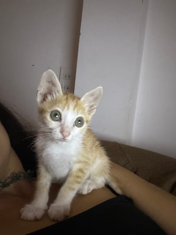 Woman plays with orange kitten in Mũi Né