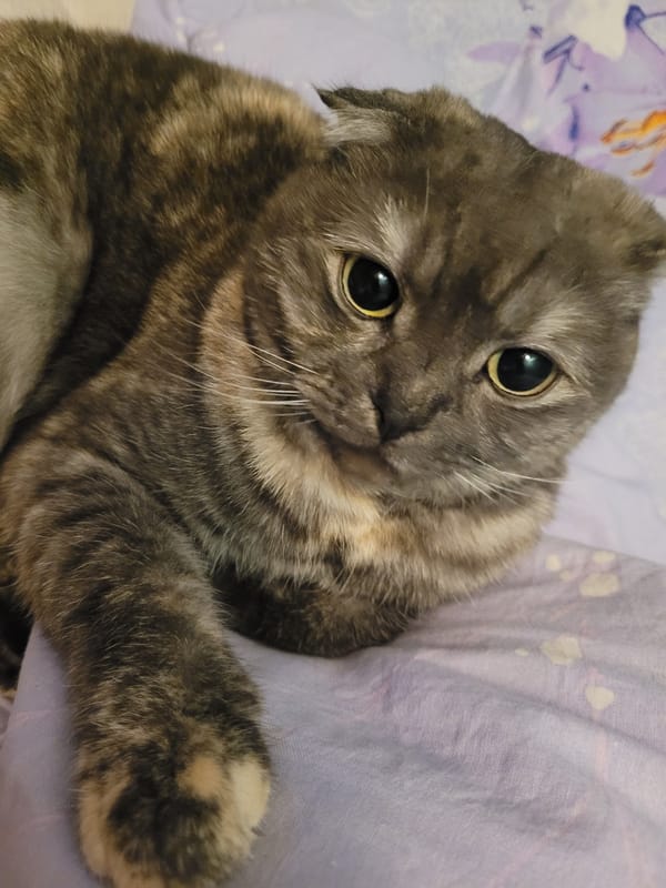 Domestic still-life photography session documented in Izhevsk, Russia