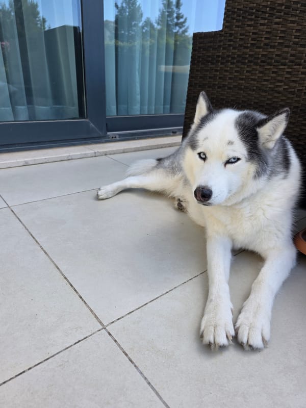 Dogs, garden, and home life at an Azerbaijani residence