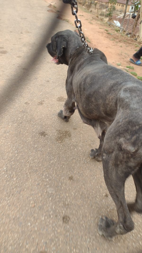 Brindle dogs spotted around Jos, Nigeria neighborhood
