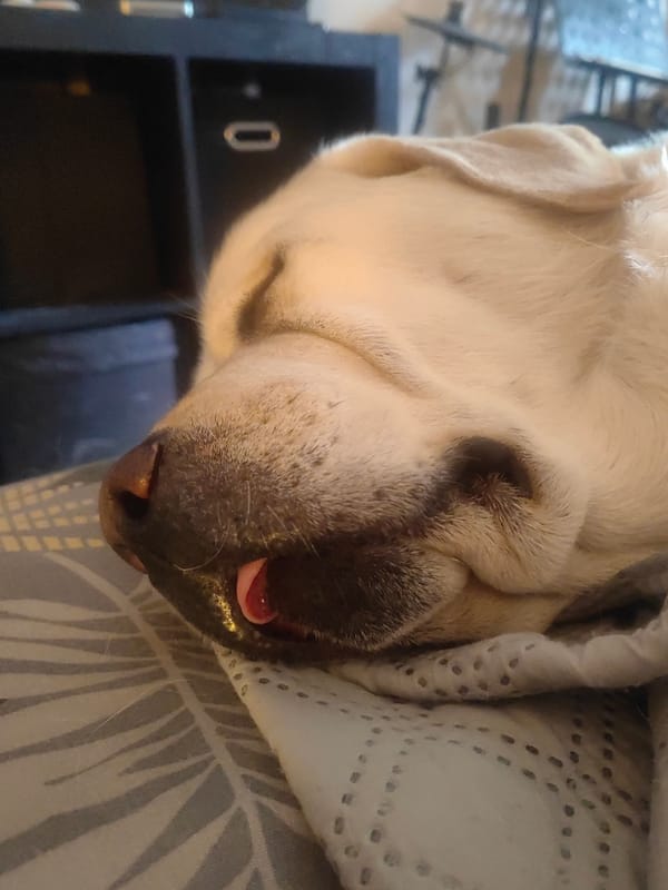 Sleeping Labrador photographed resting peacefully in Mytishchi, Russia