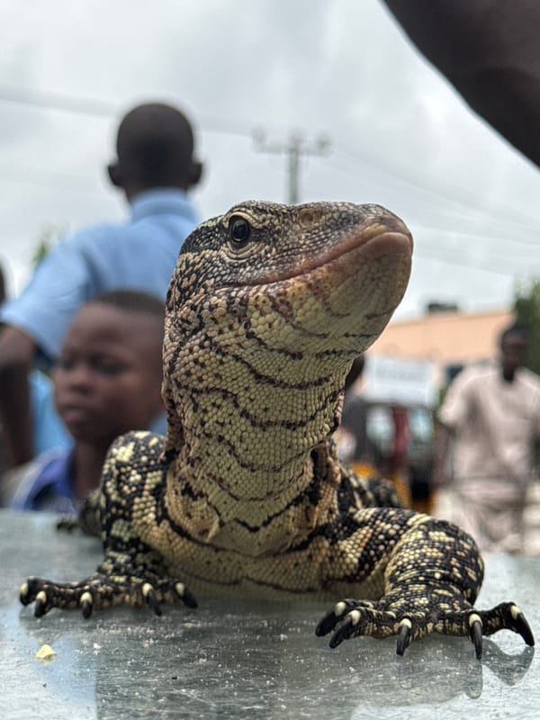 Monitor lizard and street commerce at a roadside spot in Ado