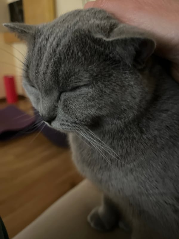 Gray cat receives gentle petting in Turkish home