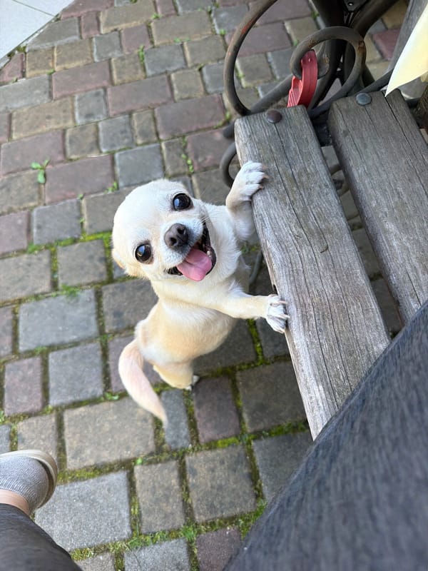 A Chihuahua's lazy summer morning in Solotvyn, Ukraine