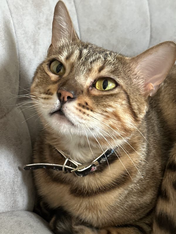 Woman photographs herself and cat in Chaikovsky, Russia