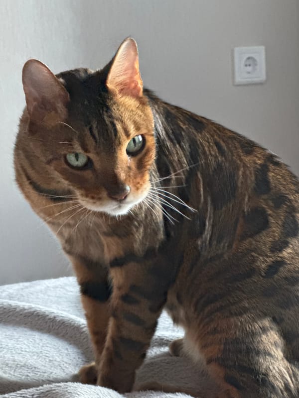 Bengal cat portrait series, green eyes and spotted coat