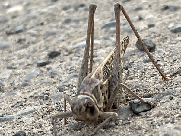 Grasshoppers and insects up close in Krasnyye Barrikady
