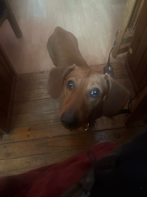 Dachshund photographed at home in Sofia amid household items