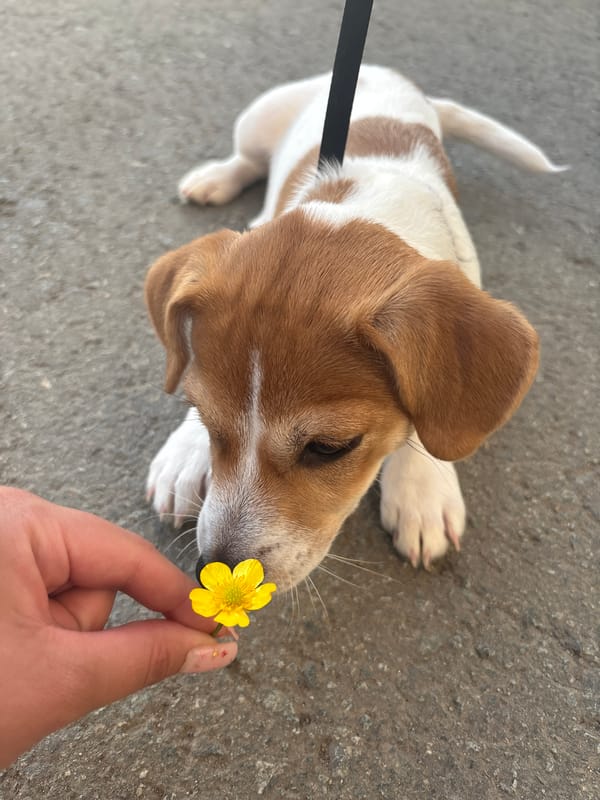 Jack Russell puppy enjoys afternoon walk in Chelyabinsk parks