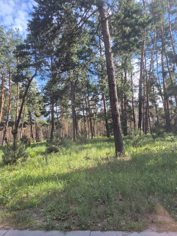 Sunlit pine forest outside Kropyvnytskyi on a clear June morning