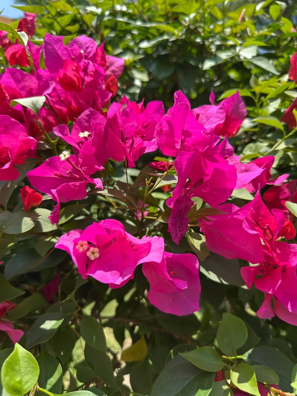 Flowers and water features documented in Jicarero, Mexico