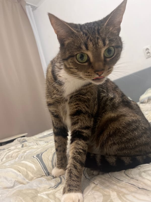 Tabby cat in full relax mode across a Tolyatti bedroom