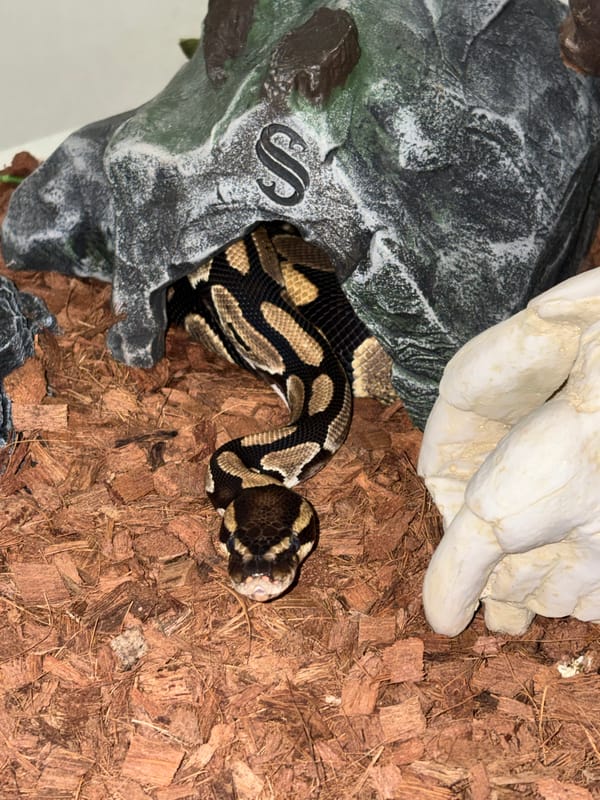 Moscow region witnesses document snake, residential buildings Saturday afternoon