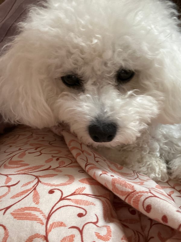 Bichon Frise dog photographed resting on blanket in Bulgaria
