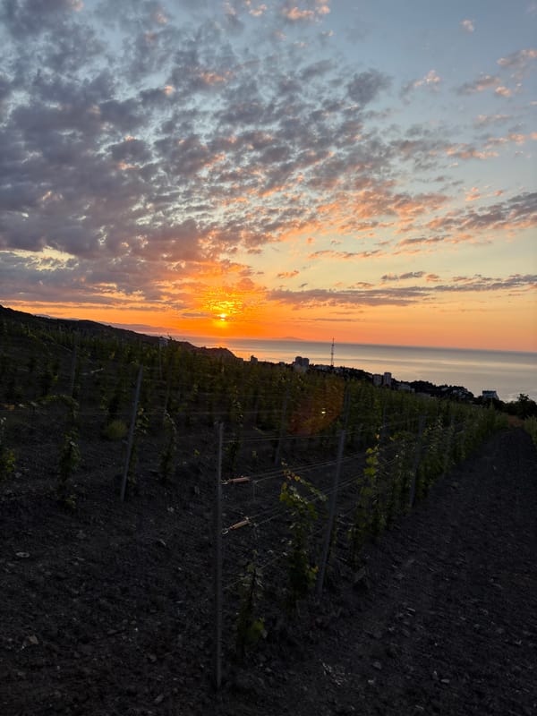 Sunrise stop at a Crimean coastal vineyard overlook