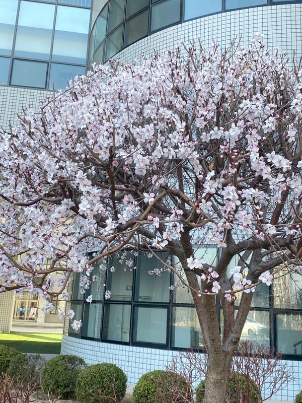 Spring morning scenes captured across northeastern China